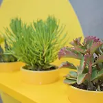 Liiiving In - Clerigos Terrace