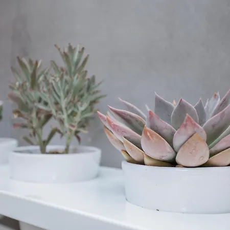 Liiiving In - Clerigos Terrace