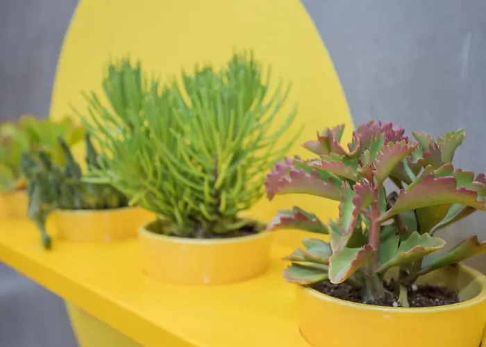 Liiiving In - Clerigos Terrace