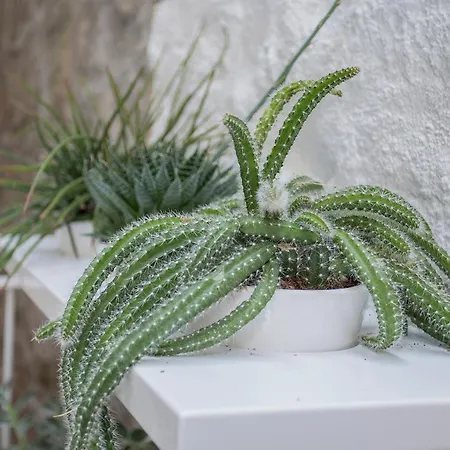 Liiiving In - Clerigos Terrace