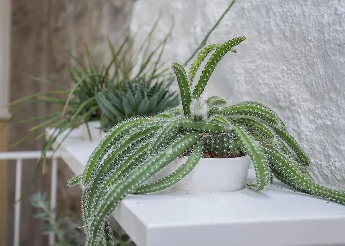 Liiiving In - Clerigos Terrace *